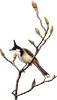 Bulbul Trading